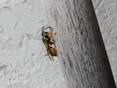 Vespula germanica