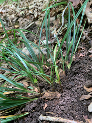 Carex superata
