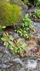 Micranthes micranthidifolia
