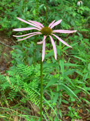 Echinacea laevigata
