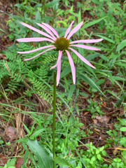 Echinacea laevigata