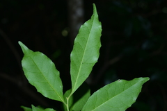 Ilex uraiensis