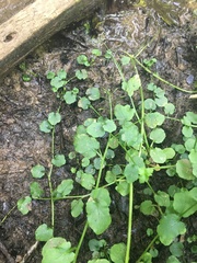Cardamine rotundifolia
