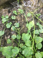 Cardamine rotundifolia