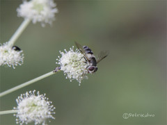 Leucozona laternaria