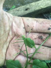 Cardamine rotundifolia