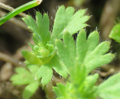 Alchemilla occidentalis