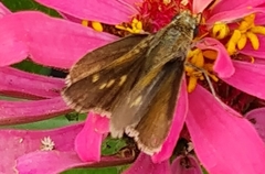 Polites themistocles