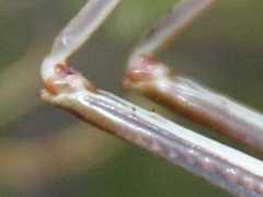 Acanthoplus longipes