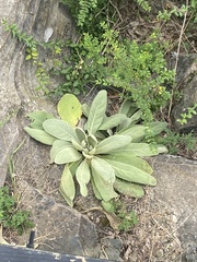 Verbascum thapsus