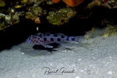 Thorogobius ephippiatus
