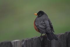 Turdus migratorius
