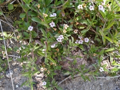 Dyschoriste linearis