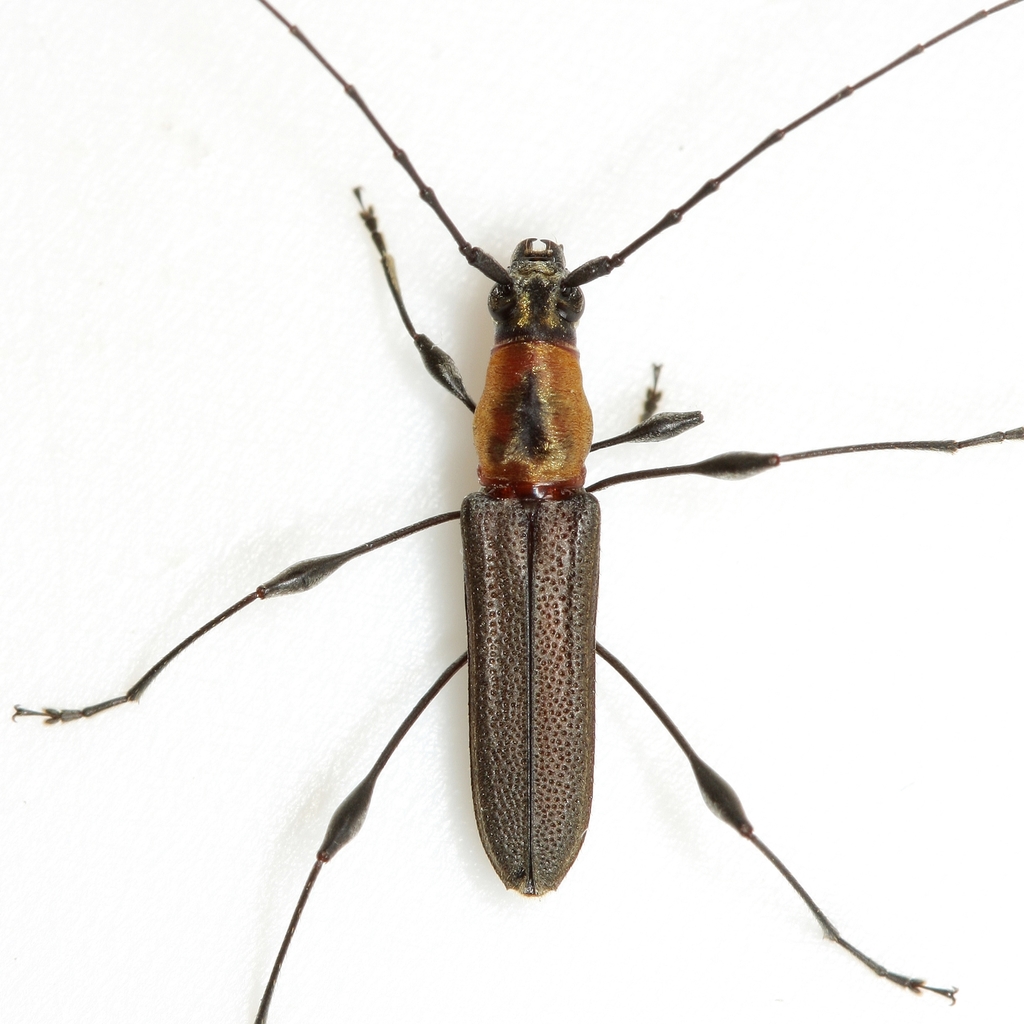 Rhopalophora cupricollis