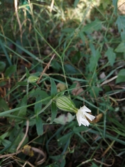 Silene latifolia alba