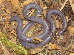 Caecilia