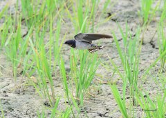 Hirundo rustica