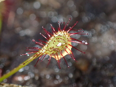 Drosera intermedia