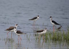 Himantopus himantopus