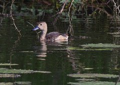 Dendrocygna javanica