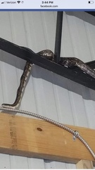 Pantherophis spiloides