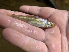 Lythrurus fasciolaris