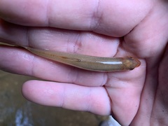 Lythrurus fasciolaris