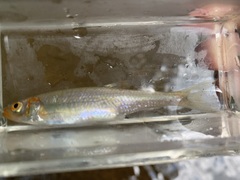 Lythrurus fasciolaris