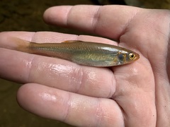 Lythrurus fasciolaris