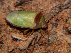 Piezodorus