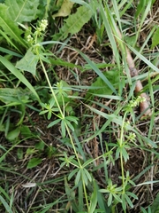 Galium mollugo