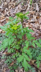 Thaspium barbinode