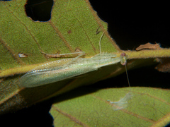 Negromantis