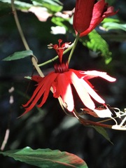 Passiflora araujoi
