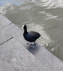 Fulica atra