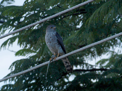 Accipiter minullus