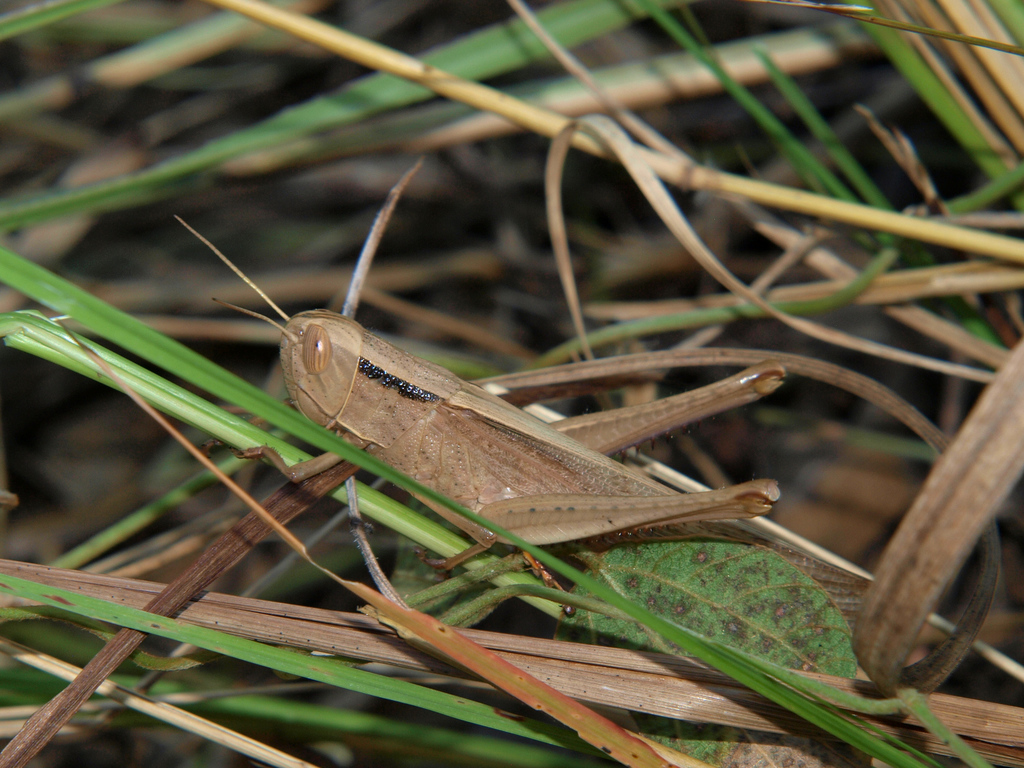 Petamella