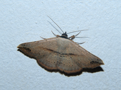 Maxera marchalii