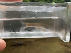 Chrosomus cumberlandensis