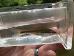 Chrosomus cumberlandensis