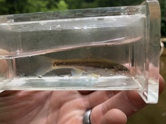 Chrosomus cumberlandensis