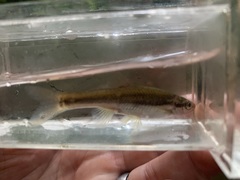 Chrosomus cumberlandensis