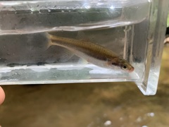 Chrosomus cumberlandensis