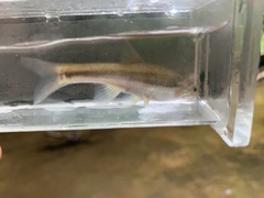 Chrosomus cumberlandensis