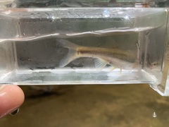 Chrosomus cumberlandensis