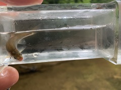 Chrosomus cumberlandensis