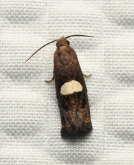 Epiblema gibsoni