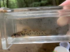 Etheostoma virgatum