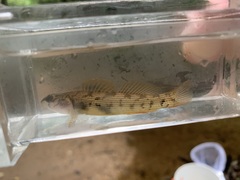 Etheostoma virgatum
