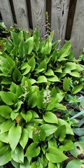 Hosta clausa